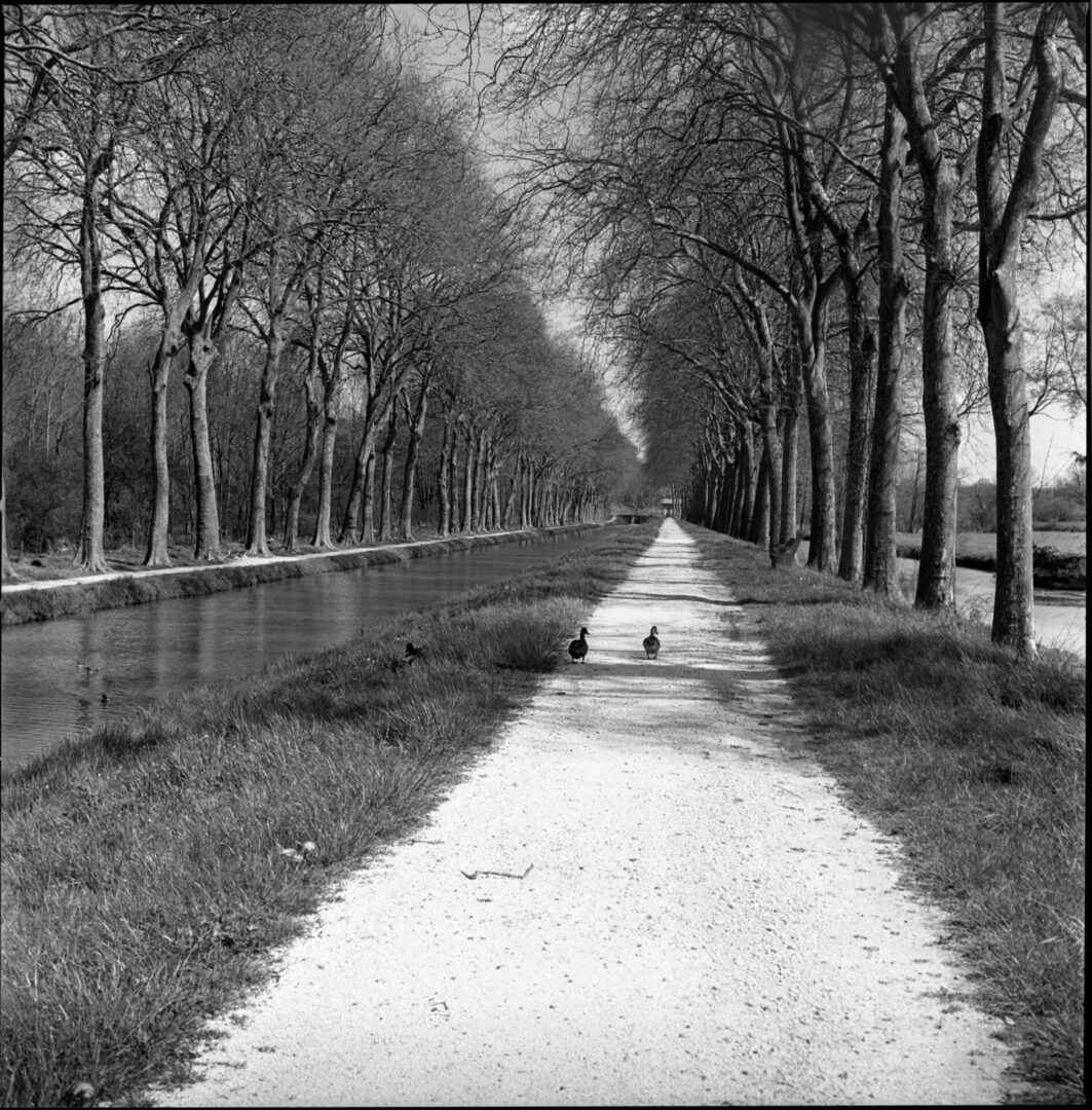 One Black and white negative film of  a canal with ducks walking in Blancaford